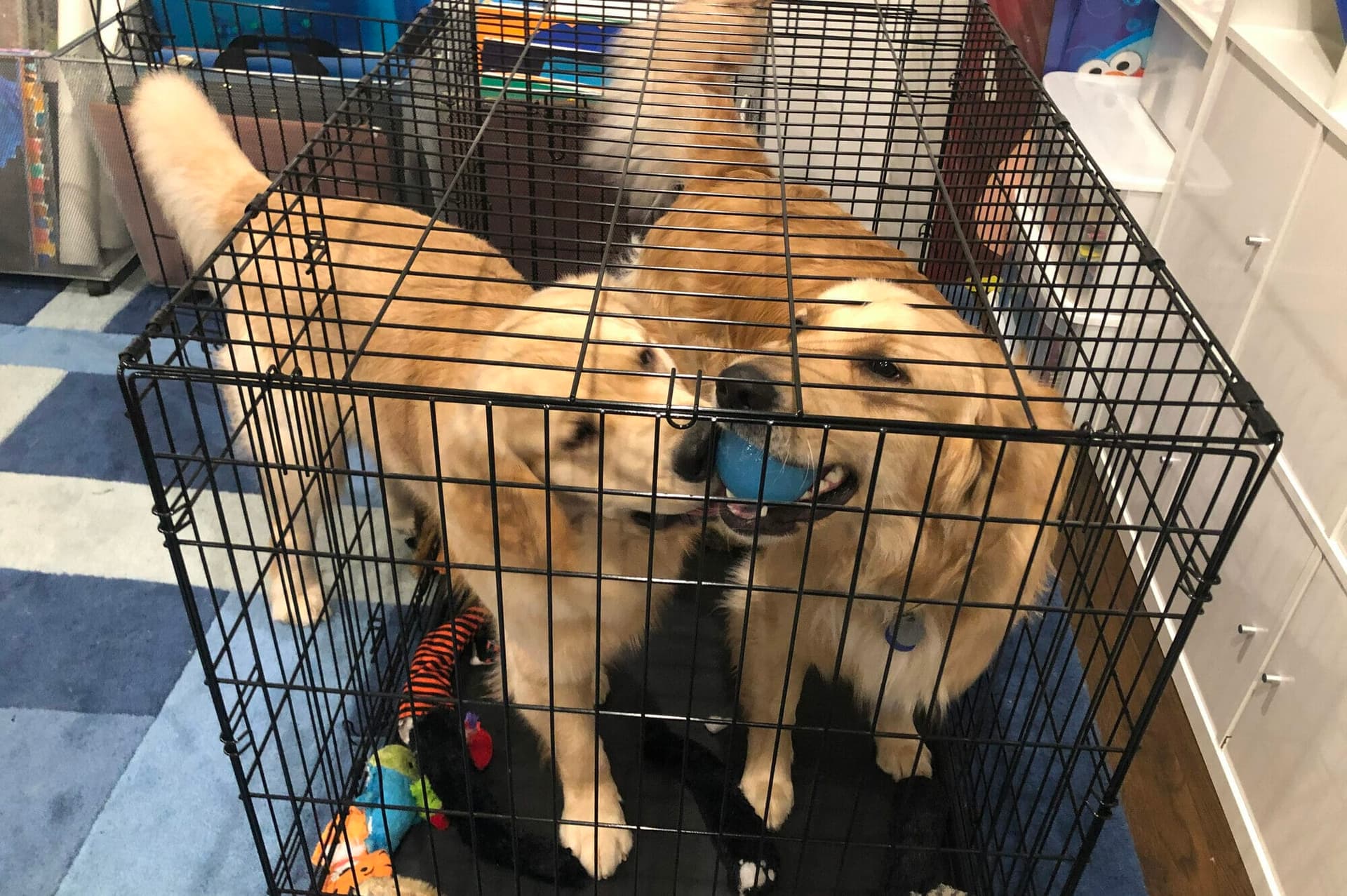 What To Put In Dog Crate For Chewers (And What Not)