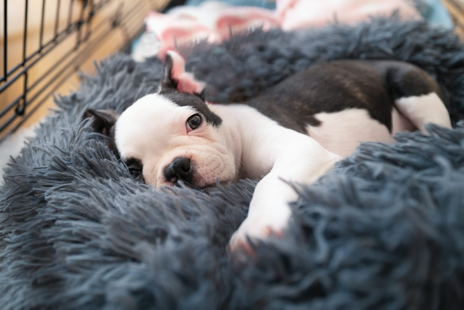When to stop using a puppy pen (complete guide)