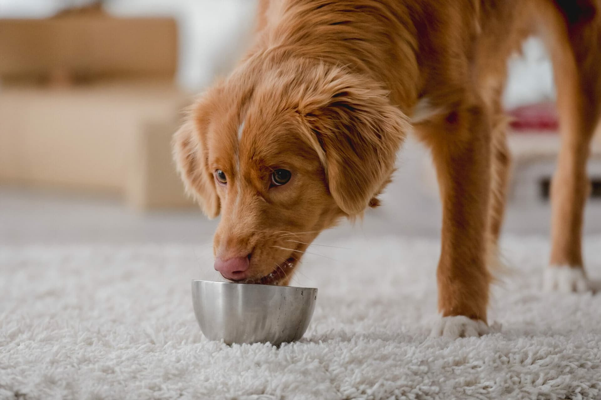 Why Do Dogs Bring Their Food To The Carpet? (Explained)