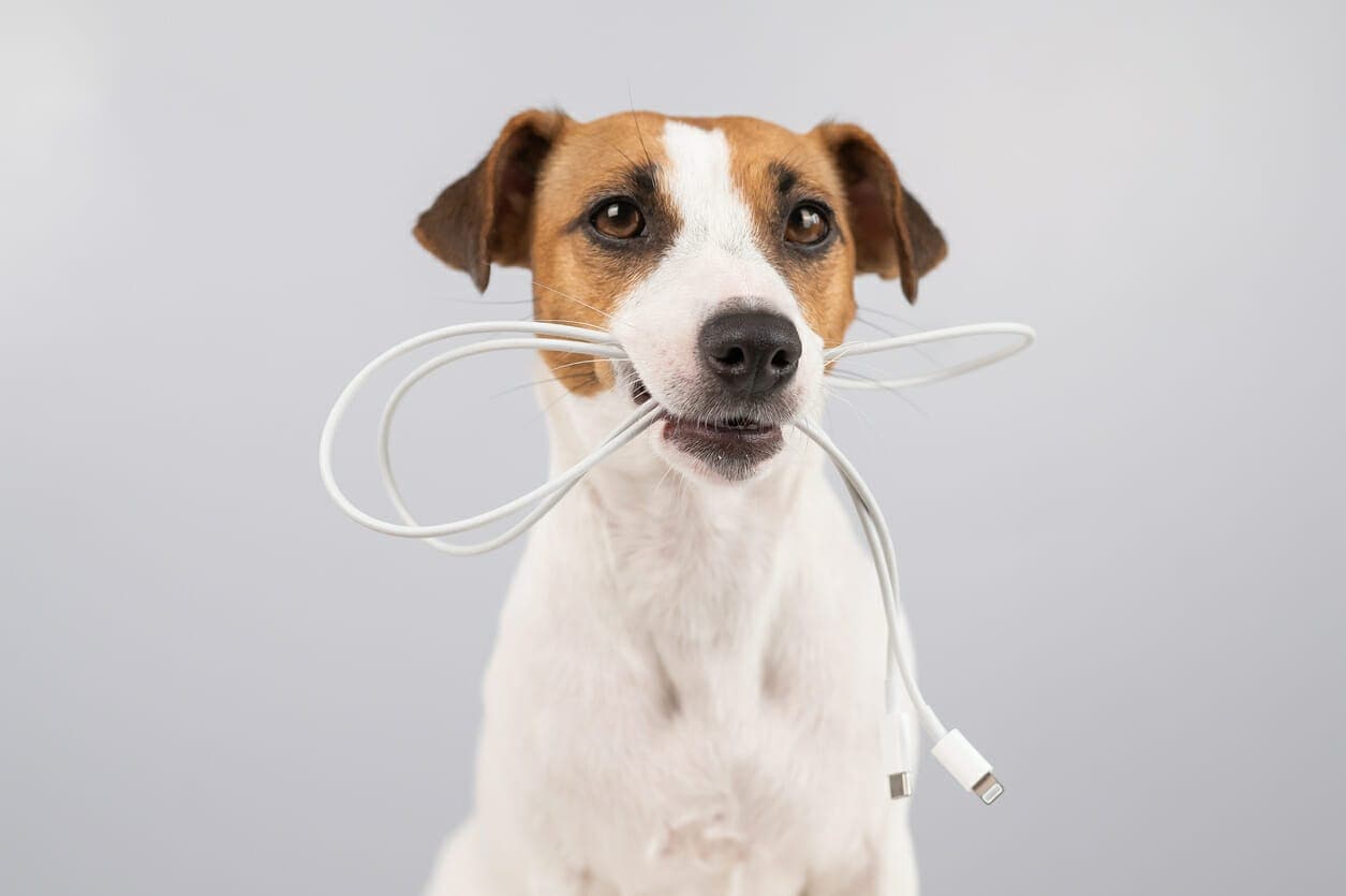 Why Do Dogs Chew On Electrical Cords? 8 Reasons Why