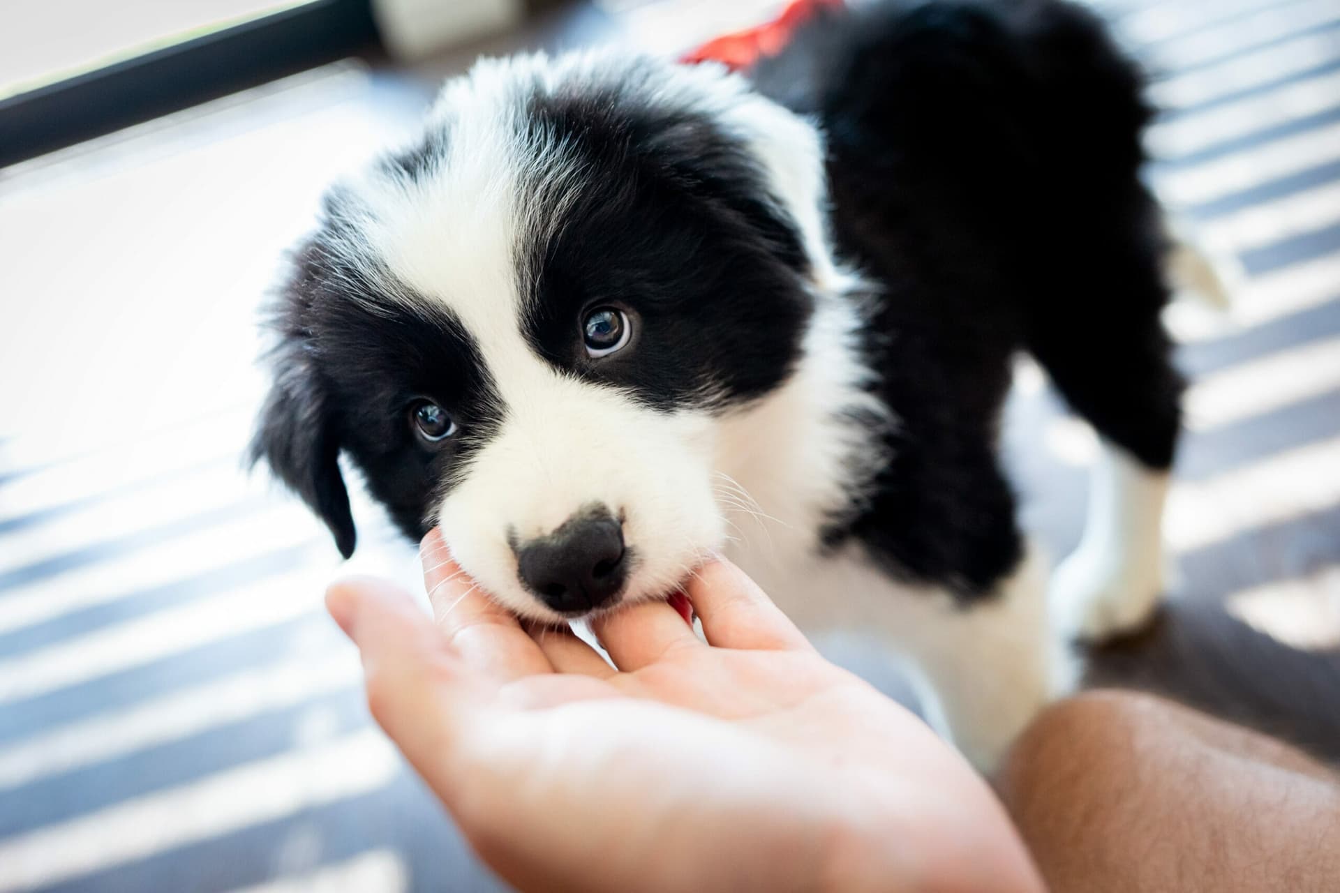 Why does my dog hold my hand in his mouth? (6 Reasons why)