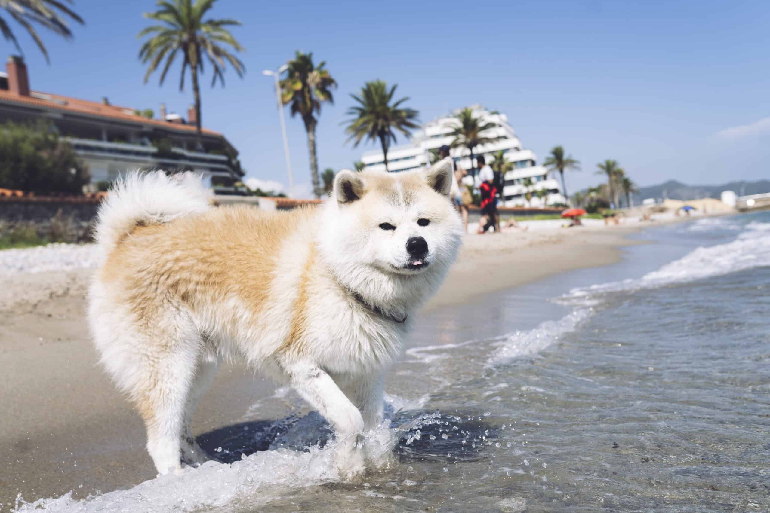 Appearance and personality of an akita