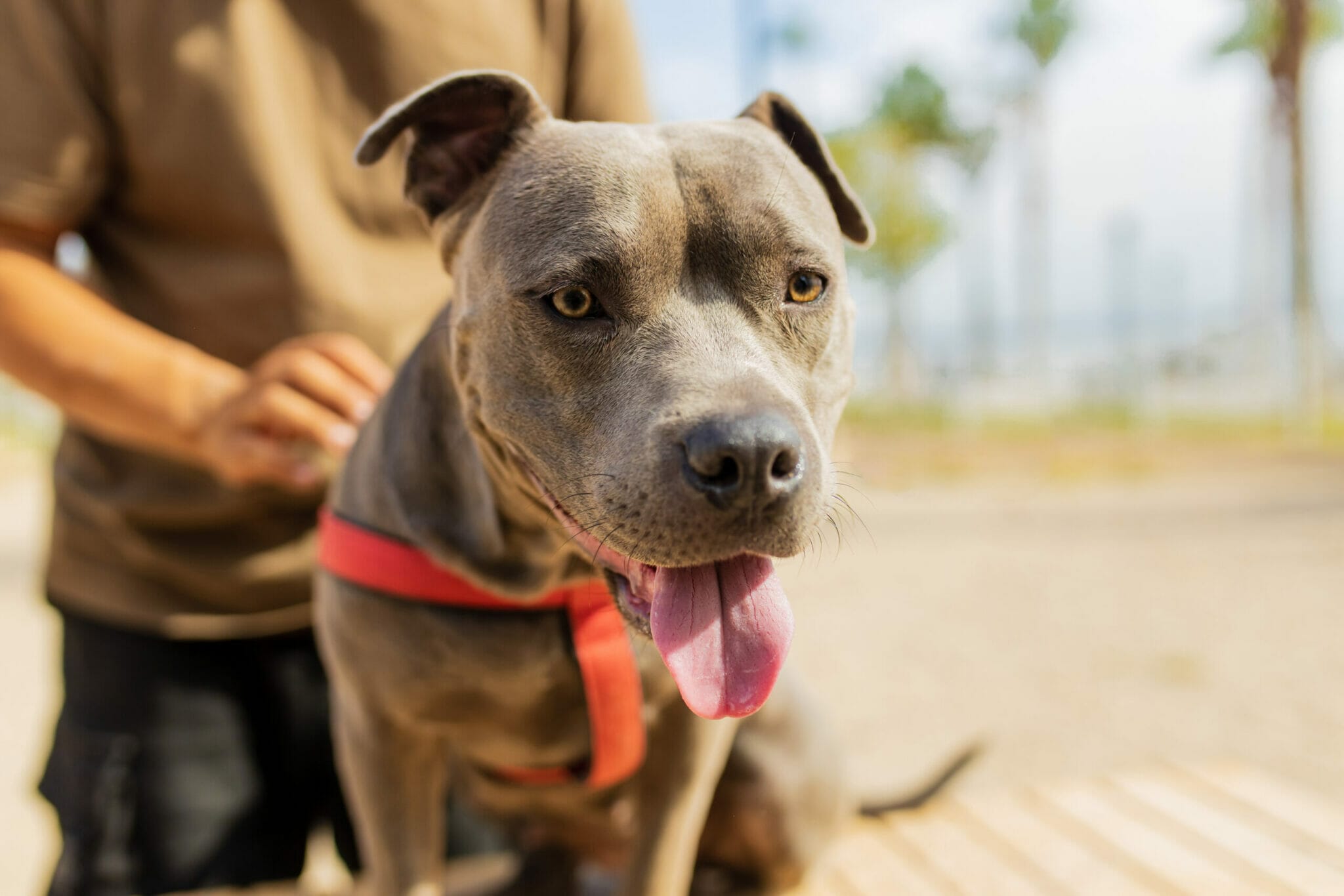 American Staffordshire Terrier sitting in a sunny park American Staffordshire Terrier sitting in a sunny park