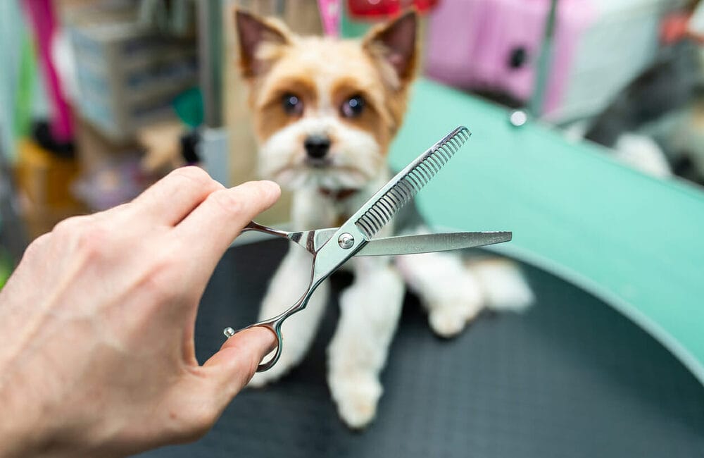 Can You Use Human Thinning Shears On Dogs? Can You Use Human Thinning Shears On Dogs?
