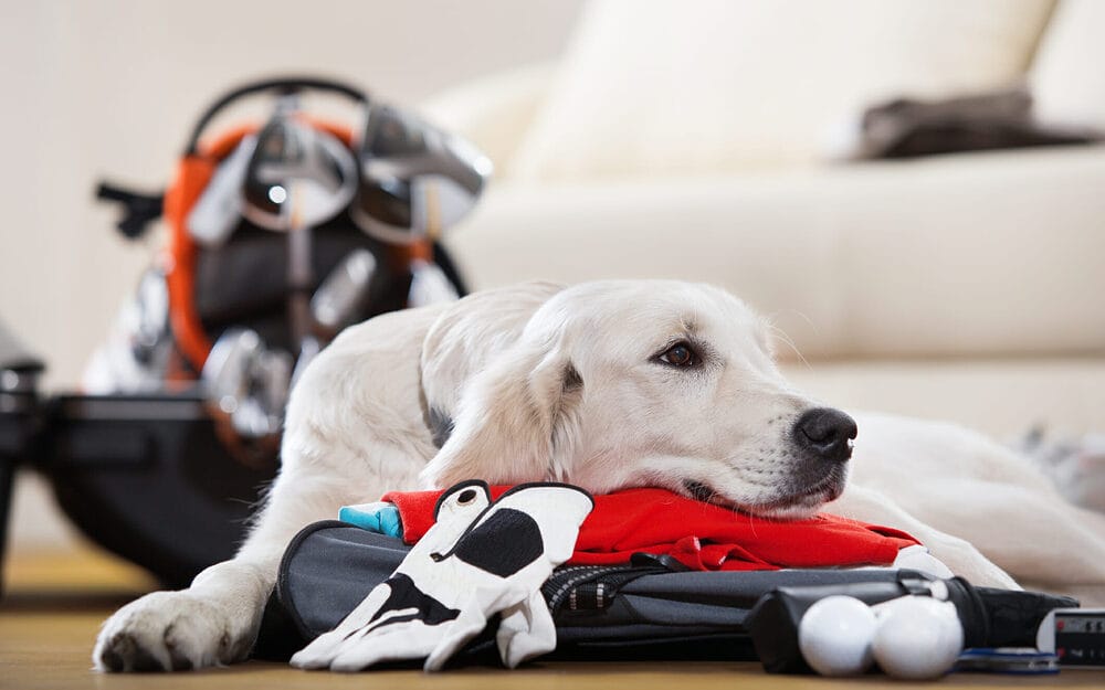 Why are there so few dog-friendly golf courses in the US? Why are there so few dog-friendly golf courses in the US?