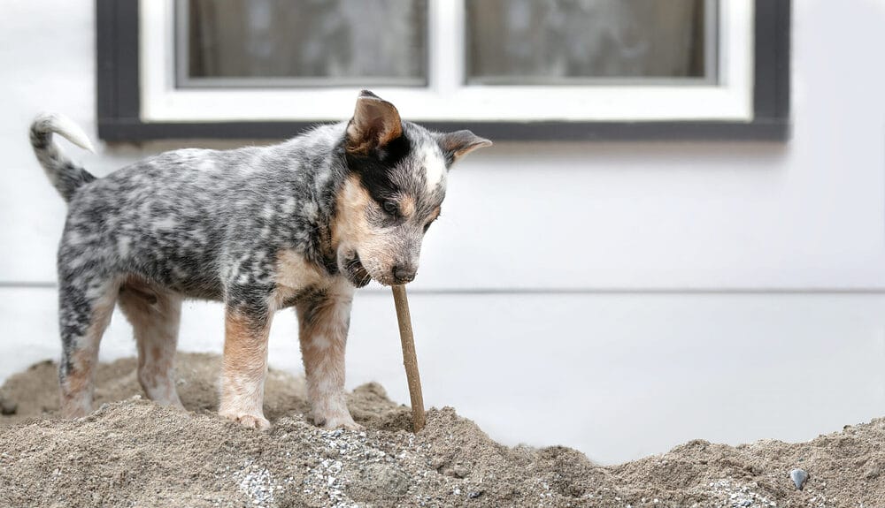 Are turkey tendons safe for dogs? Are turkey tendons safe for dogs?