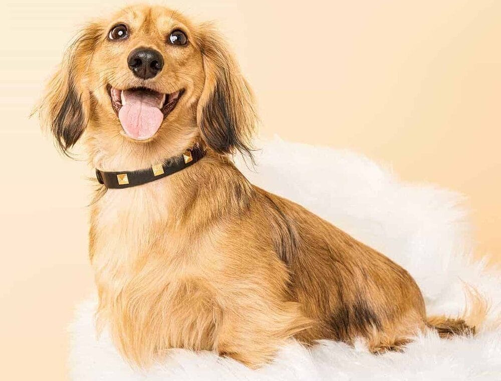 Scamper & Co Genuine Leather Collar