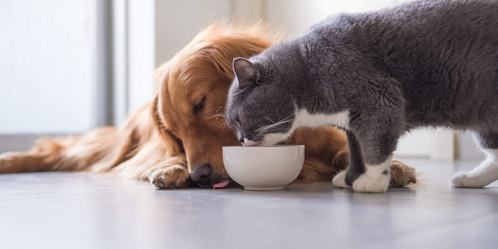 What are the benefits of bone broth powder for dogs? What are the benefits of bone broth powder for dogs?