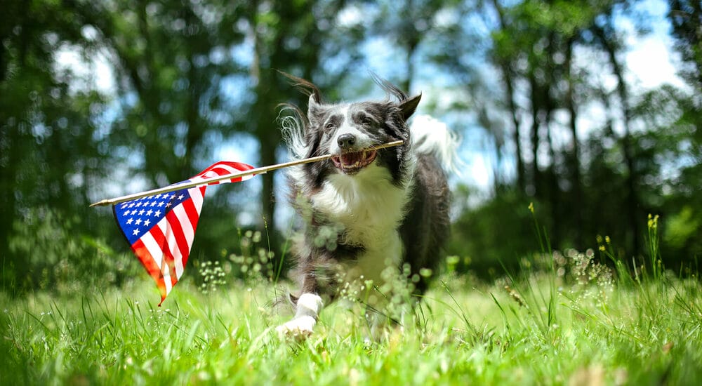 How to create your own dog capture the flag game? How to create your own dog capture the flag game?