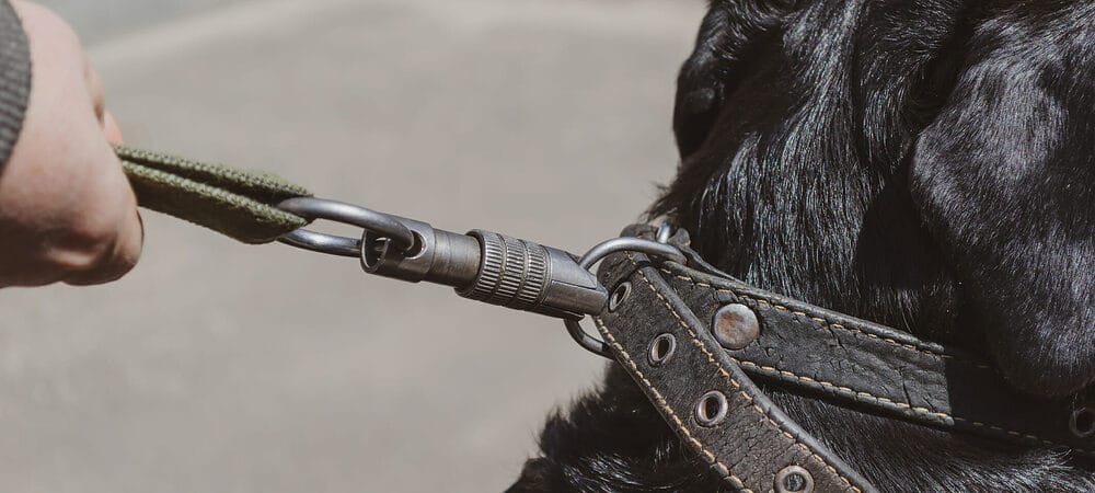 Best Finishes And Materials For Dog Leash Clasps Best Finishes And Materials For Dog Leash Clasps