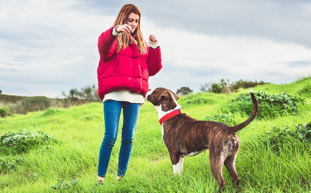 How to Choose the Best Jerky Treat for Your Dog How to Choose the Best Jerky Treat for Your Dog