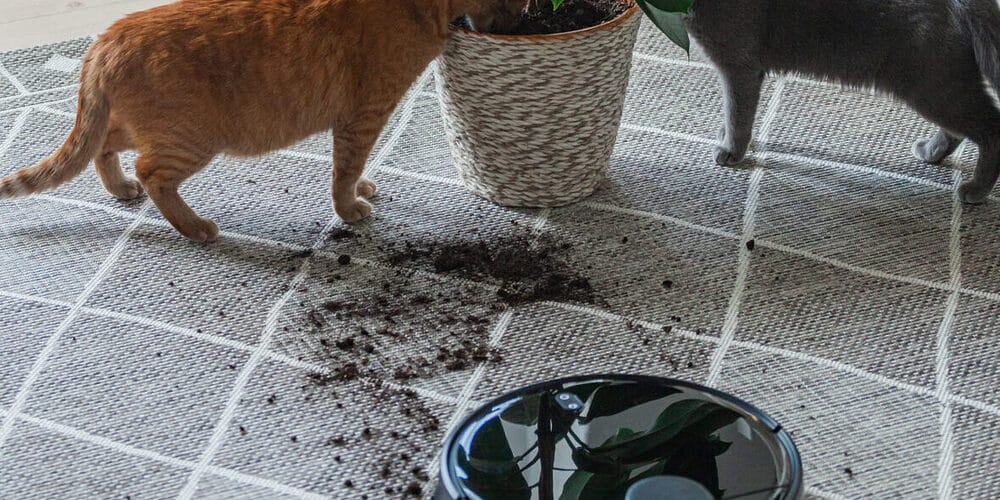 Cleaner Environment Cleaner Environment