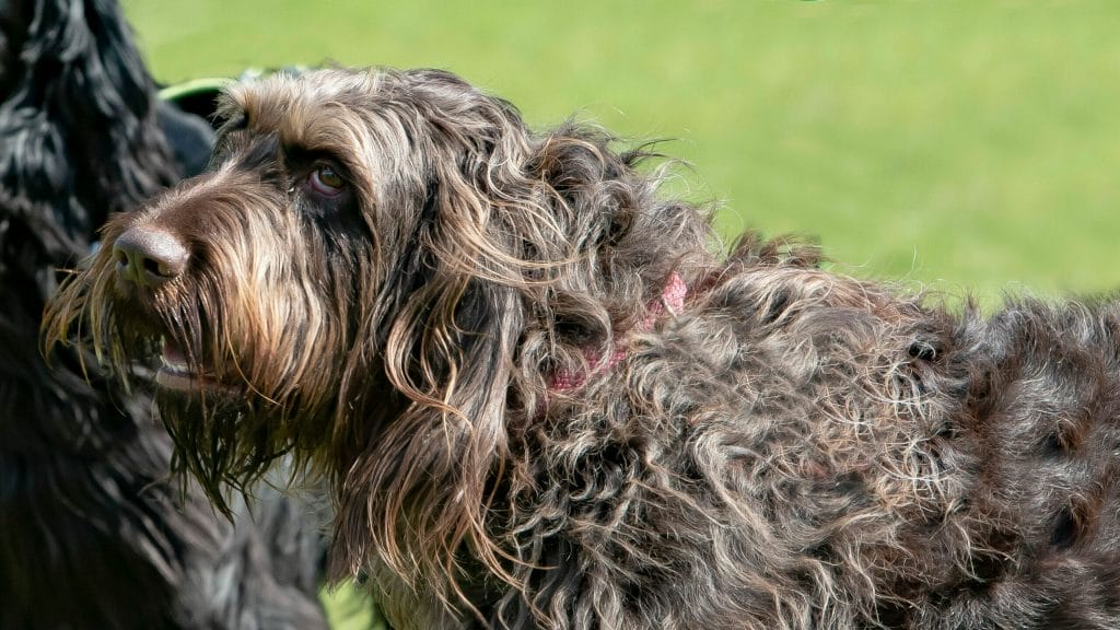 best shampoo for a wirehaired dog