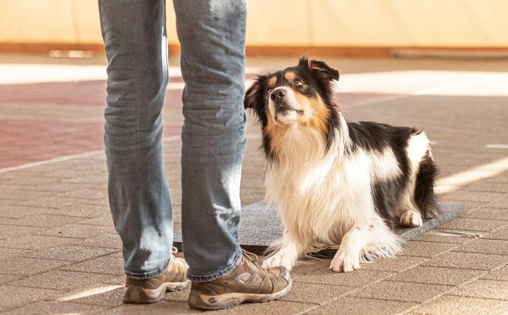 What are good training dog treats? What are good training dog treats?