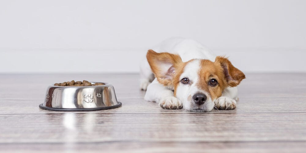 Should you give turkey tail to a healthy dog? Should you give turkey tail to a healthy dog?