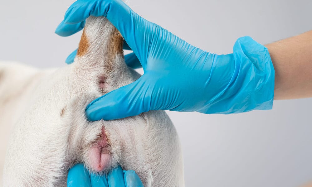 What are dog anal glands? What are dog anal glands?