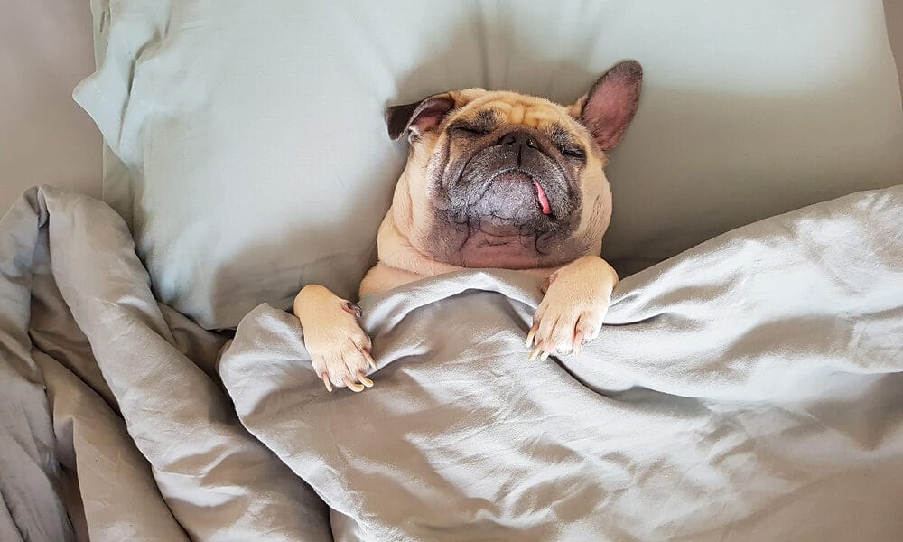 What causes anal gland disease? What causes anal gland disease?