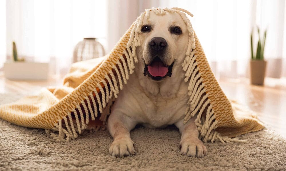 Cute dog at home Pancreatitis in dogs