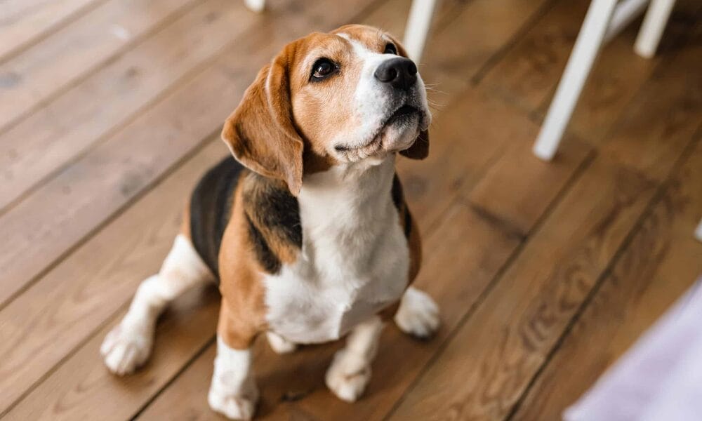 Gallbladder mucocele in dogs Gallbladder mucocele in dogs