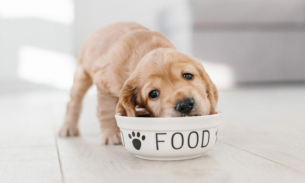 How to avoid gallbladder issues in dogs How to avoid gallbladder issues in dogs