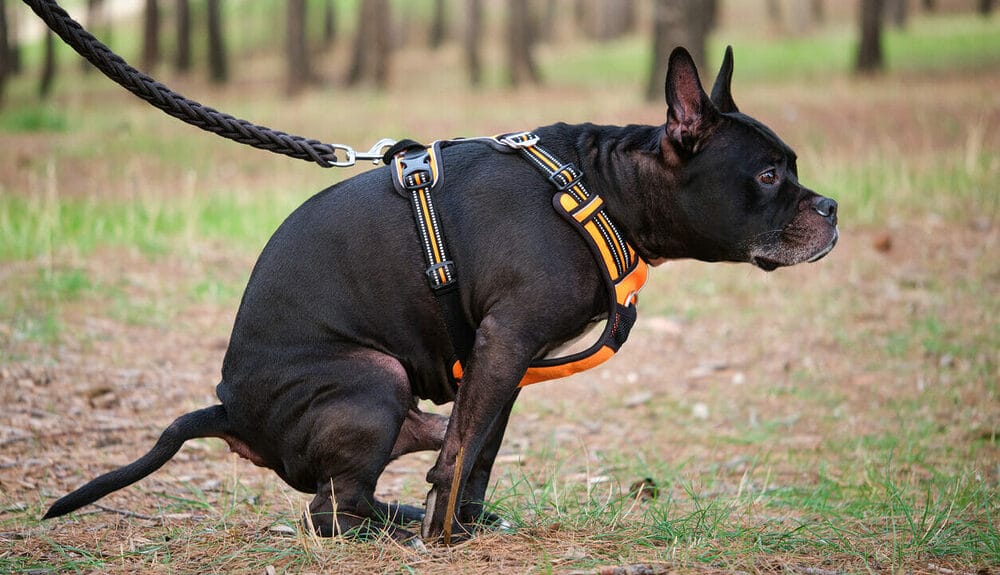 Is Dog Poop Good for Fertilizer? Is Dog Poop Good for Fertilizer?