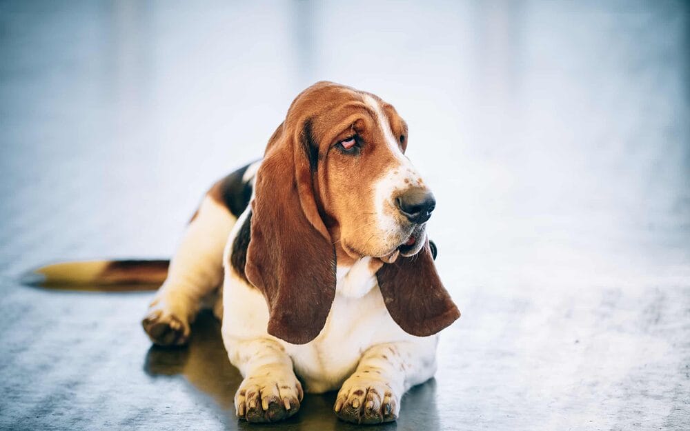 Basset hound hair loss Basset hound hair loss
