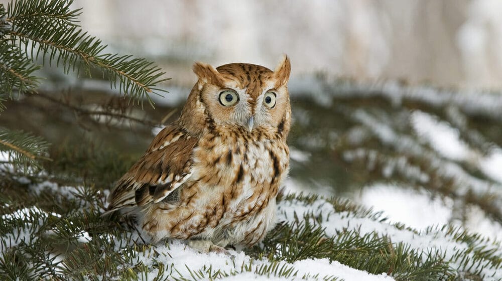 Will Owls Really Target Your Dog Will Owls Really Target Your Dog