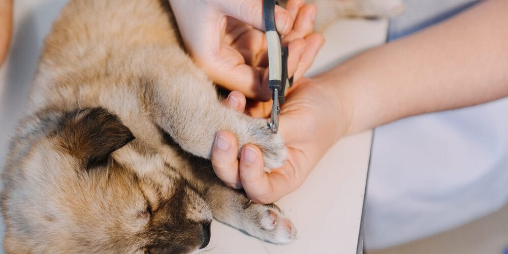 puppy getting his nails clipped puppy getting his nails clipped