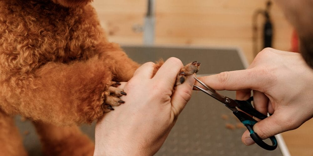 Close up of professional male groomer making haircut of poodle teacup dog at grooming salon with professional equipment Close up of professional male groomer making haircut of poodle teacup dog at grooming salon with professional equipment