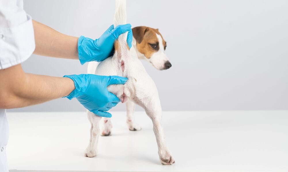 Why you need to know about anal glands Why you need to know about anal glands