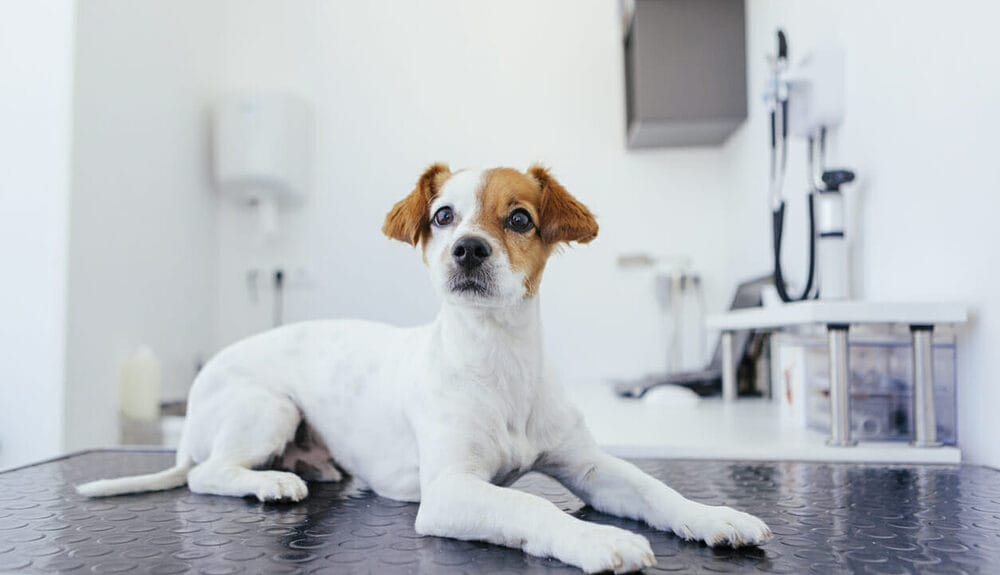 What Are the Pros and Cons of Surgical Anal Gland Removal? What Are the Pros and Cons of Surgical Anal Gland Removal?