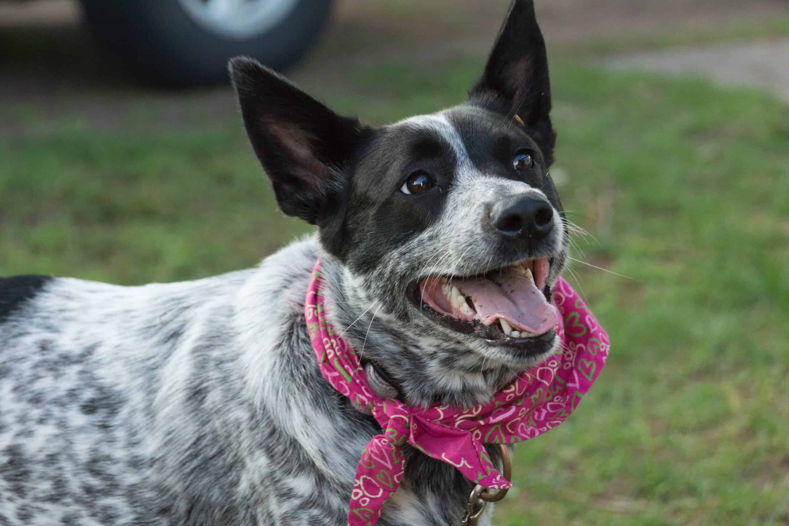 white tipped tail dog - Australian Cattle Dog