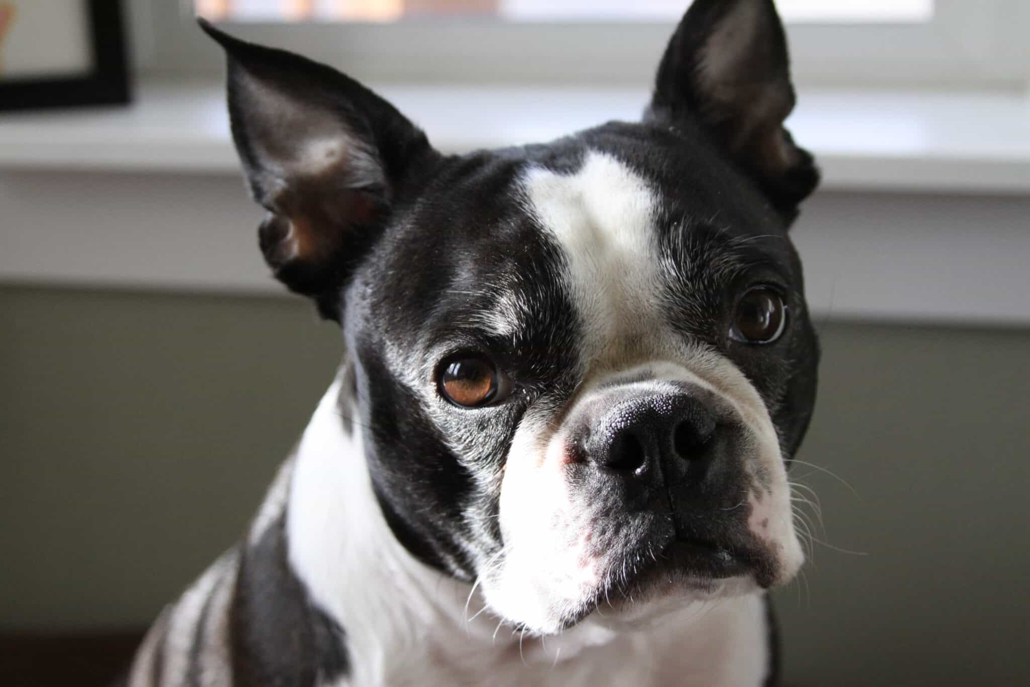 white tip tail dog - Boston Terrier