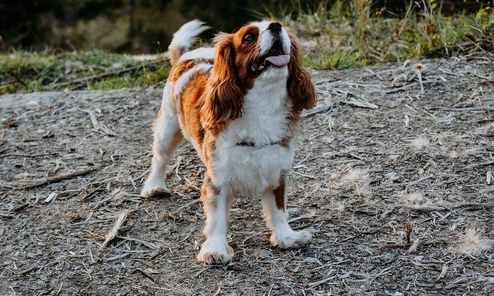 white tip tail dog – Cavalier King Charles Spaniel white tip tail dog - Cavalier King Charles Spaniel