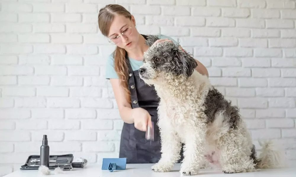 Bichon Frise Bichon Frise