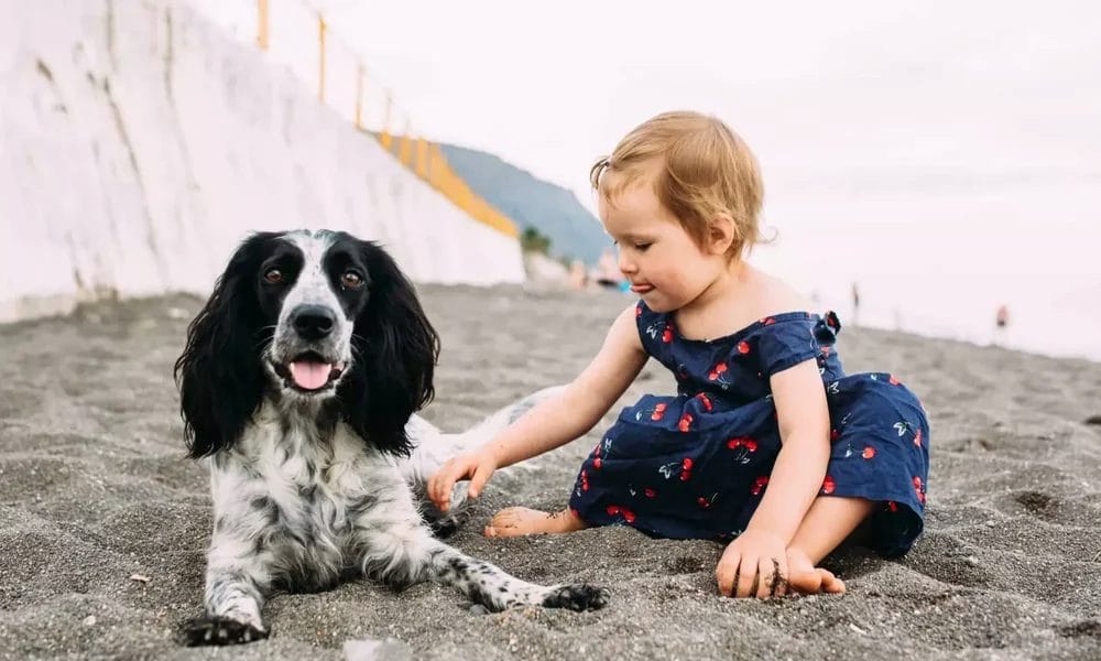 Cocker Spaniel Cocker Spaniel