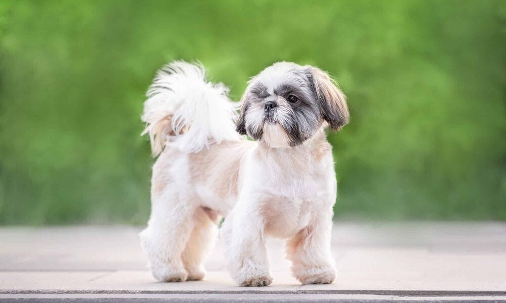 white tip tail dog – Shih Tzu white tip tail dog - Shih Tzu