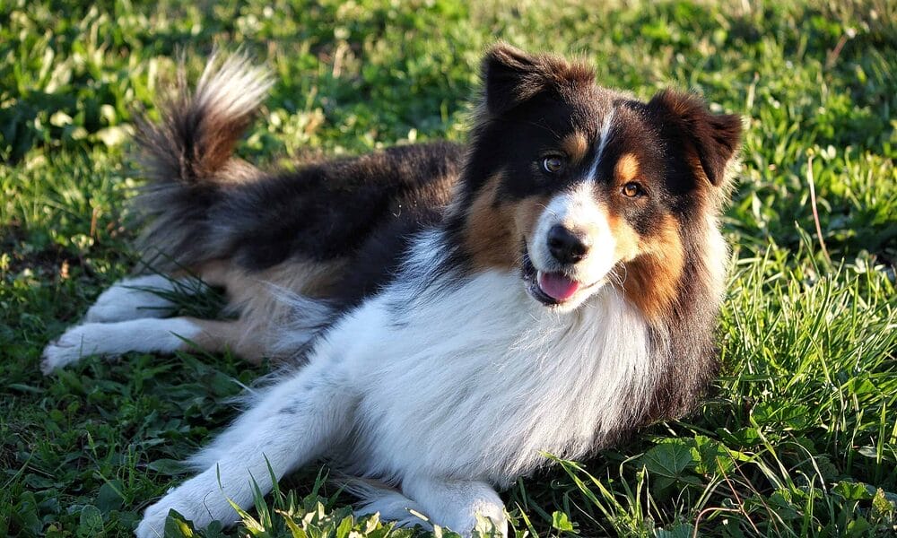 white tip tail dog – Australian Sheperd Dog white tip tail dog - Australian Sheperd Dog
