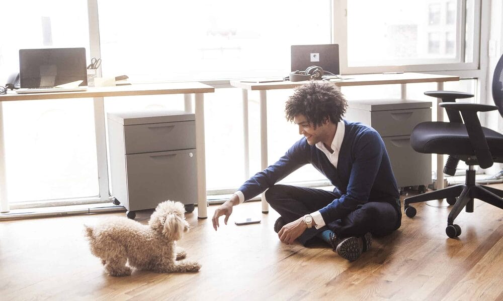 white tip tail dog – Poodles white tip tail dog - Poodles