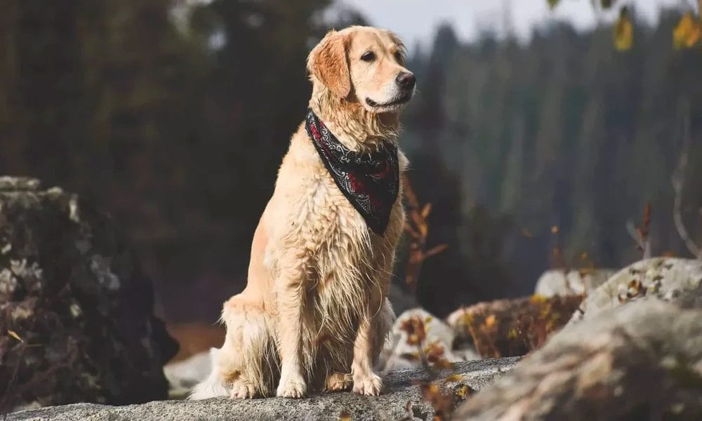 Golden Retriever Golden Retriever