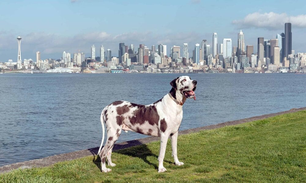 white tip tail dog – Great Dane white tip tail dog - Great Dane