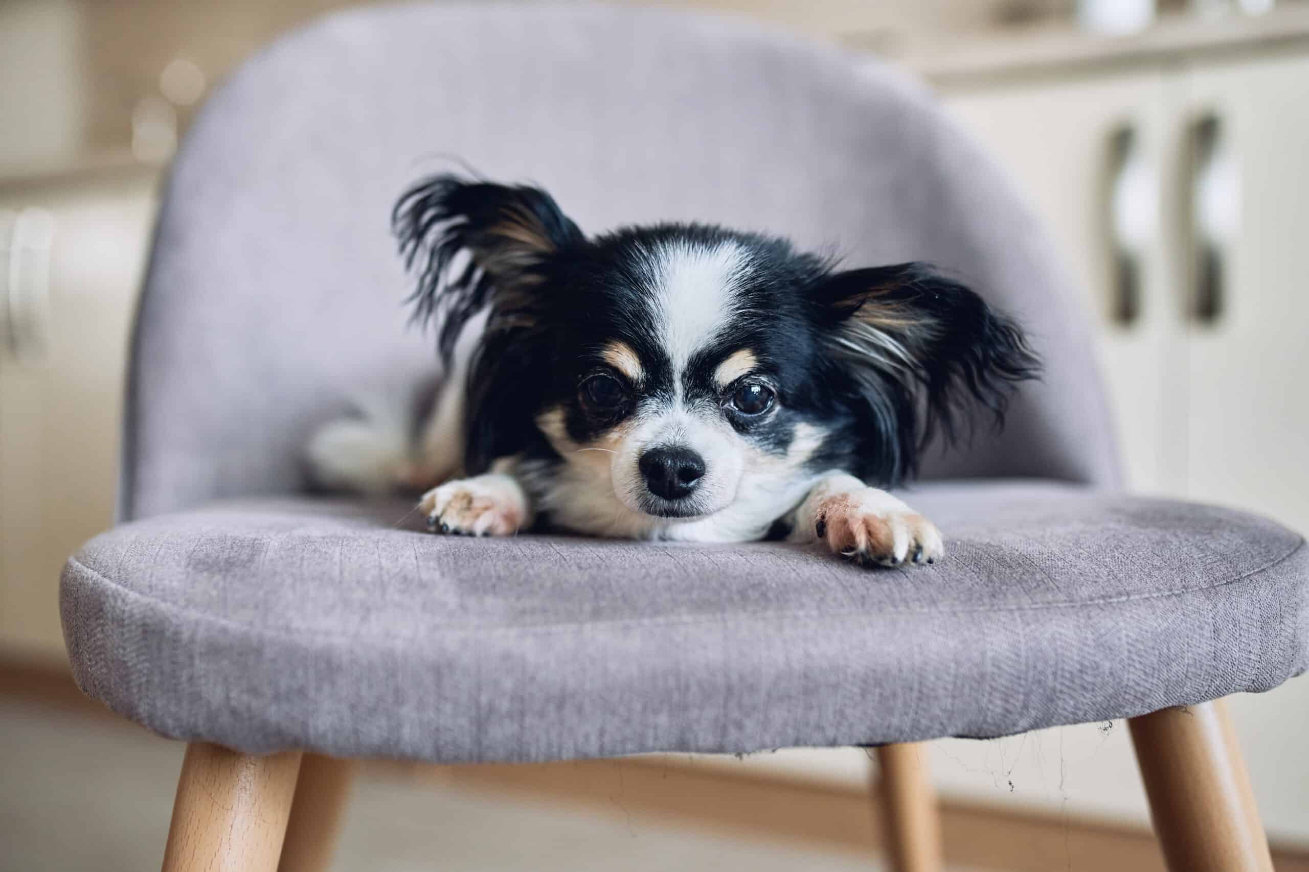 Is Fabuloso toxic to dogs?