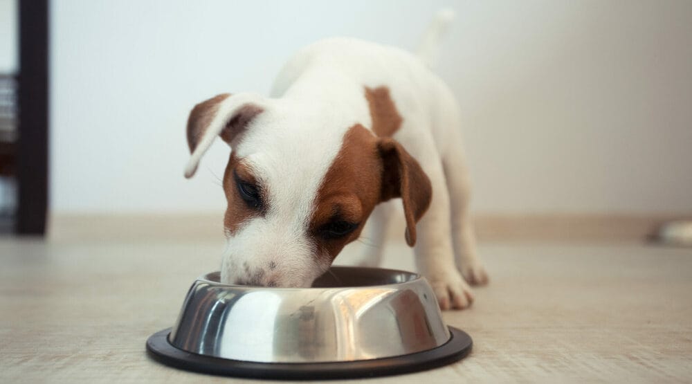 Your Dog Ate a White Object Your Dog Ate a White Object