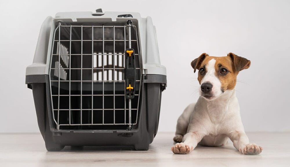 Dog Still Smells after Glands Expressed Dog Still Smells after Glands Expressed