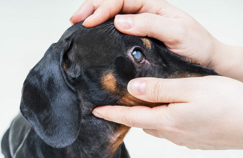 What are cataracts and how do they affect the eye? What are cataracts and how do they affect the eye?