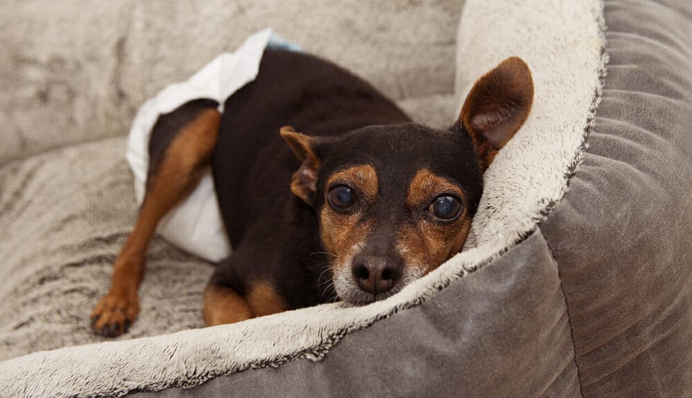 What are cataracts in dogs and what do they see What are cataracts in dogs and what do they see