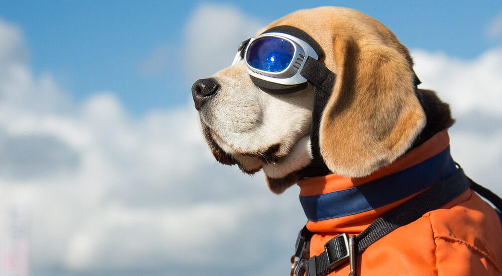 What Are Dog Glasses? And What Do They Do What Are Dog Glasses? And What Do They Do