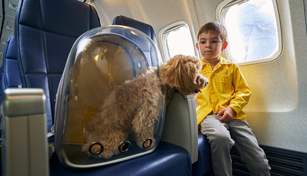 Where do dogs pee/poop on a plane? Where do dogs pee/poop on a plane?