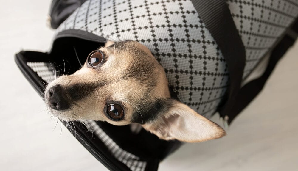 Can dogs hold their pee or poop for long enough? Can dogs hold their pee or poop for long enough?