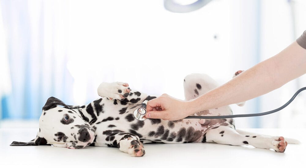 How Much Do Dog Cardiologists Charge? How Much Do Dog Cardiologists Charge?